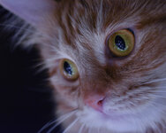 koshka-ryzhaia-glaza-mordochka-makro-portret.jpg